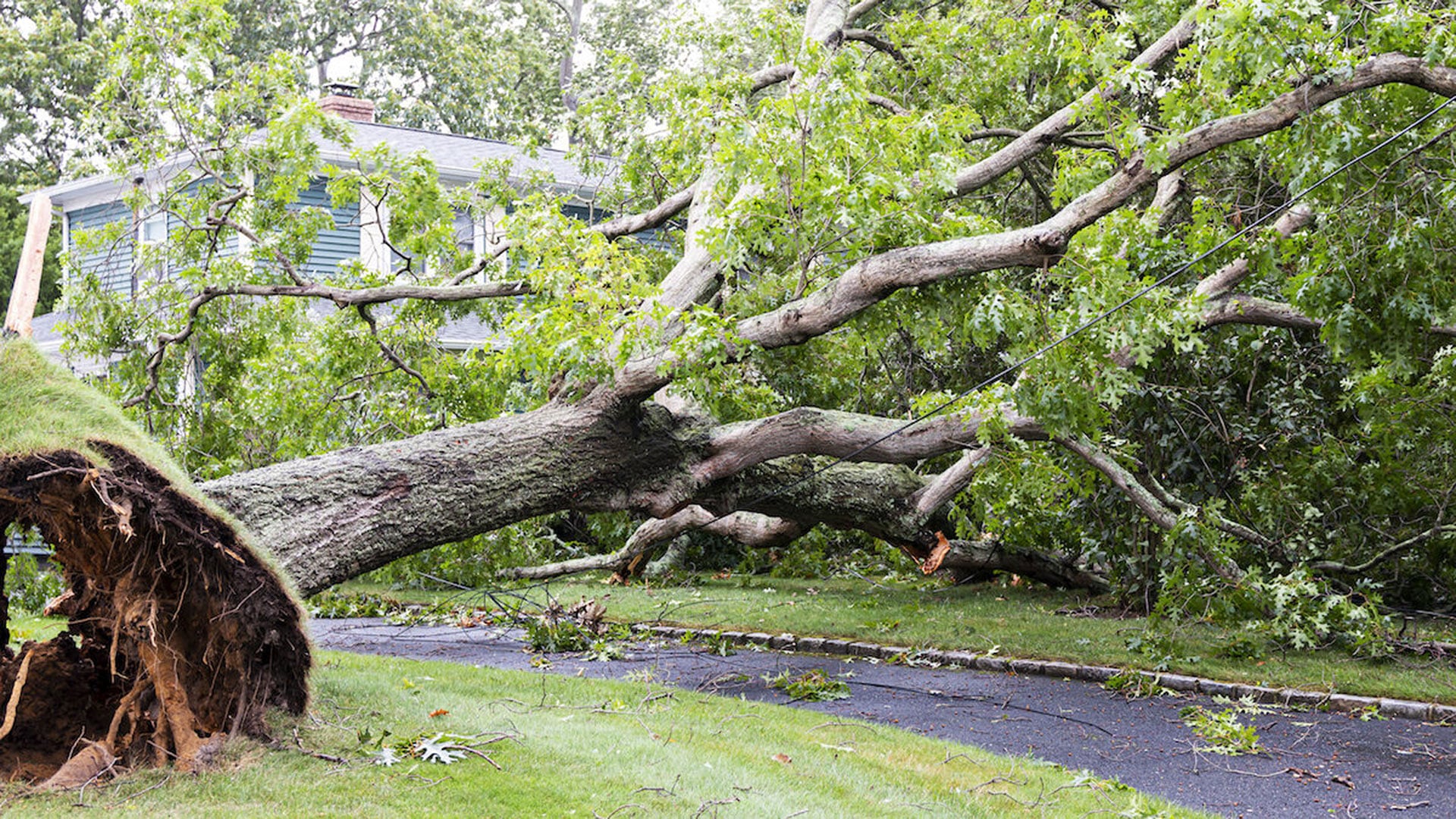 An example of a project completed by B&B Tree Services, offering large tree removal, bucket truck services, trimming and pruning, stump grinding, and storm damage cleanup in Kansas City