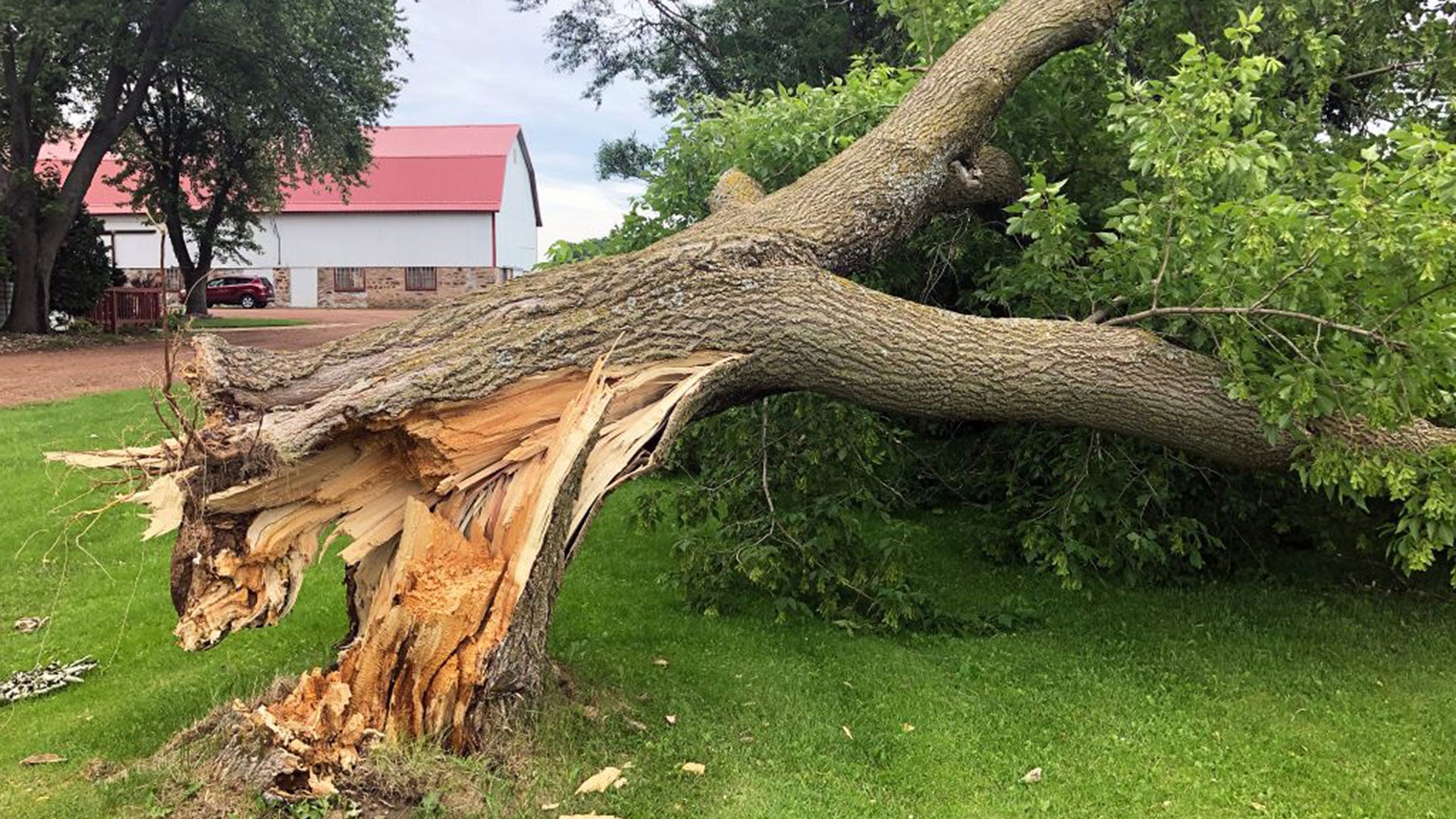 An example of a project completed by B&B Tree Services, offering large tree removal, bucket truck services, trimming and pruning, stump grinding, and storm damage cleanup in Kansas City